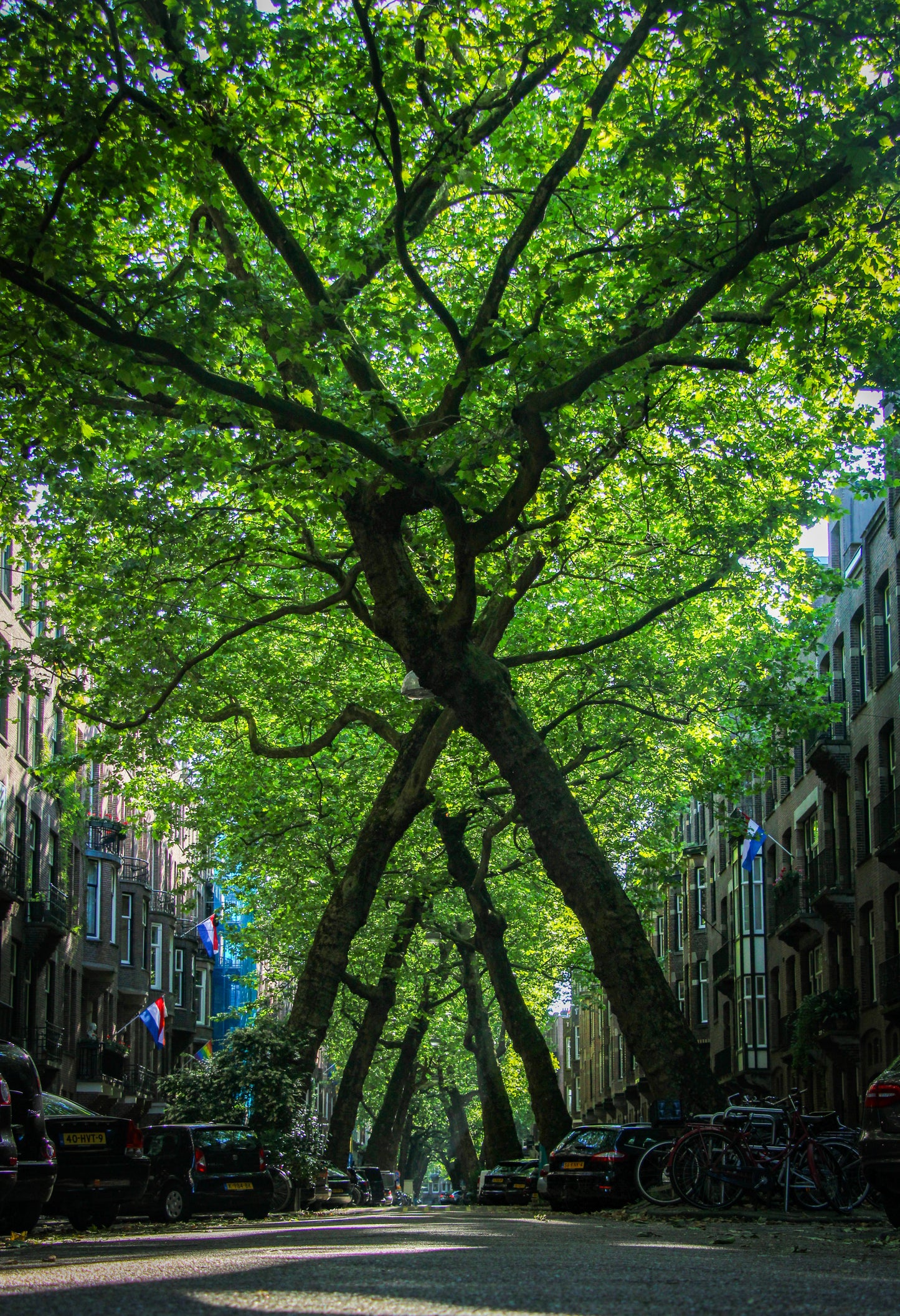 Amsterdam Lomanstraat zomer