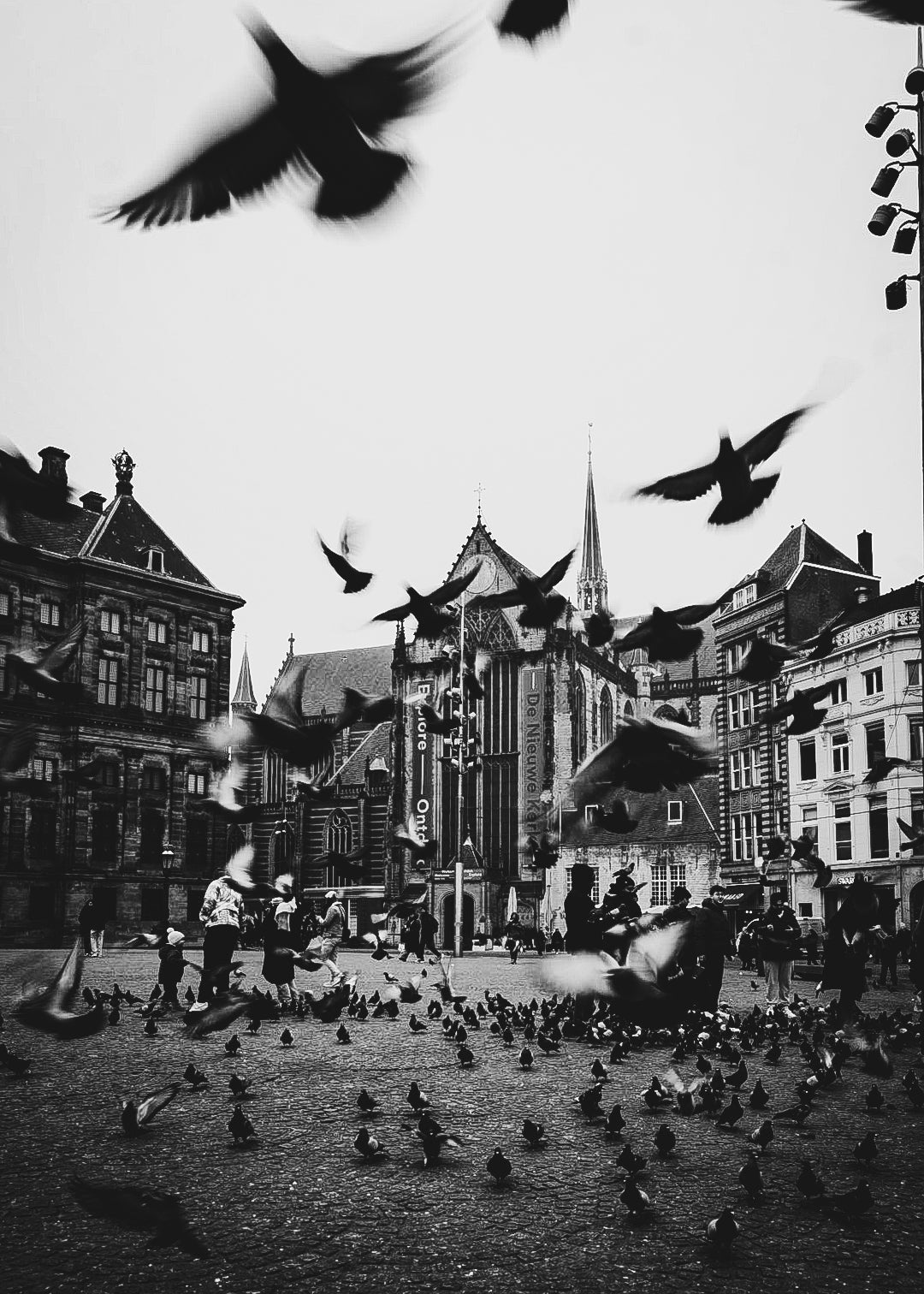 Amsterdam birds