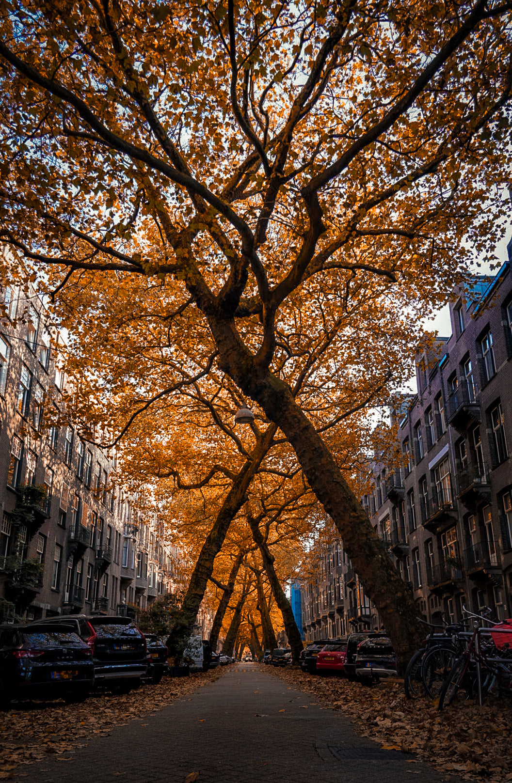 Amsterdam lomanstraat autumn