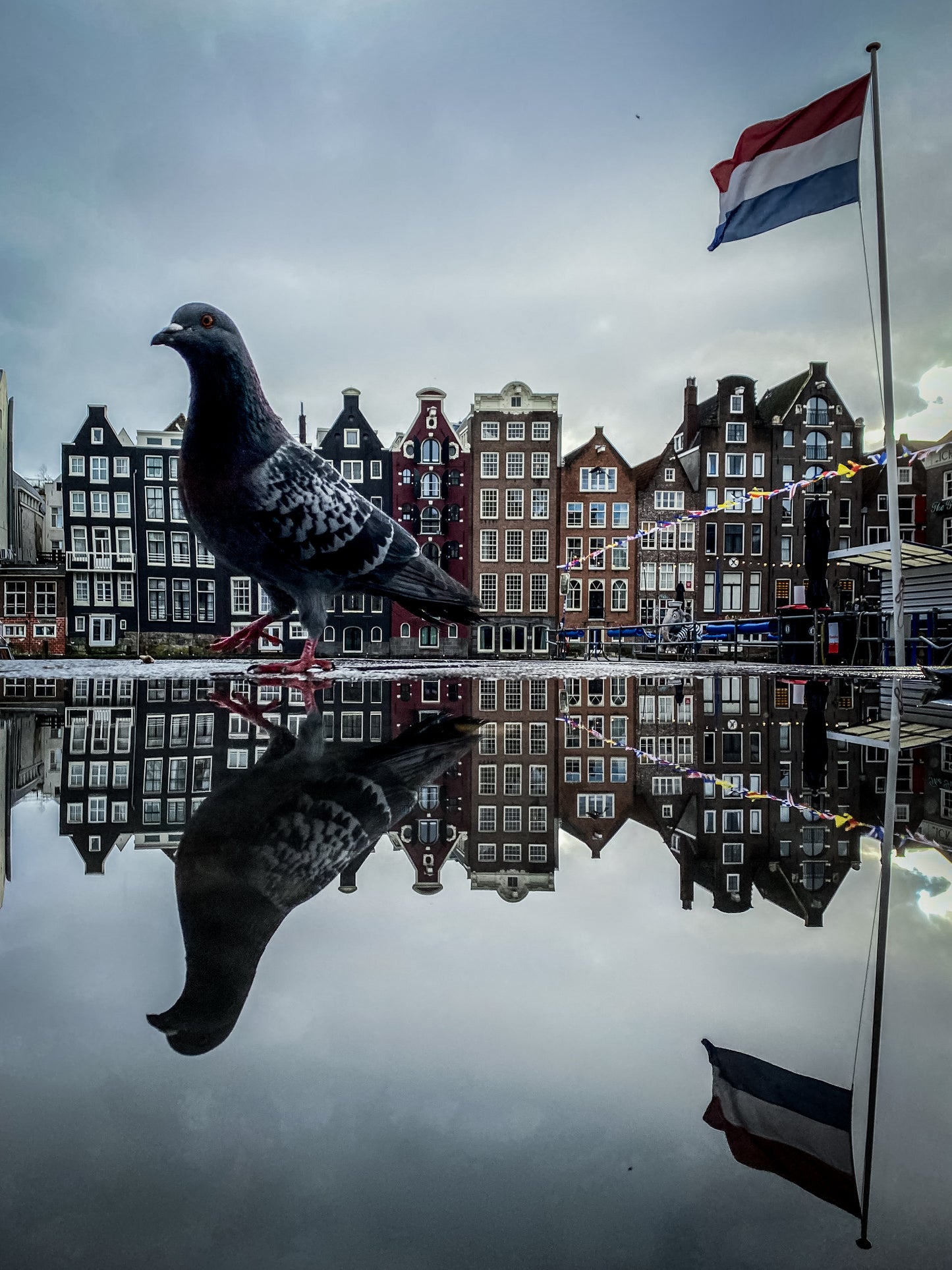 Amsterdam Damrak pigeon