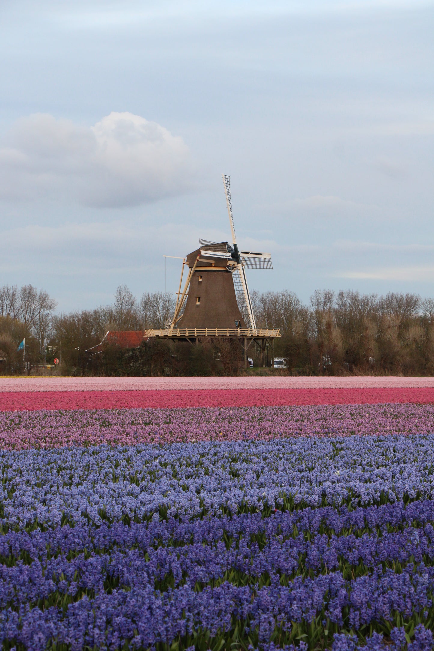 tulip shoot holland
