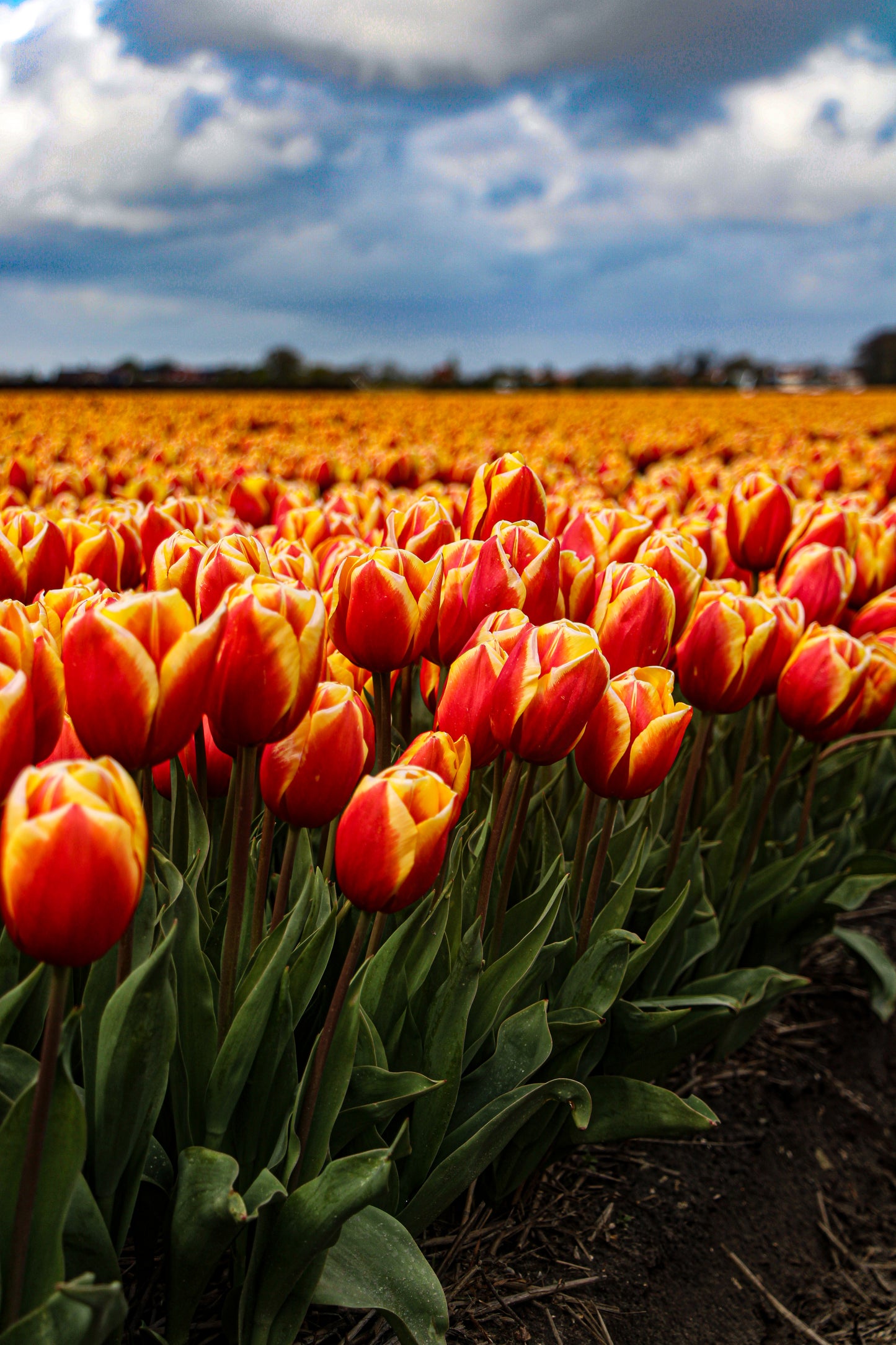 tulip shoot holland