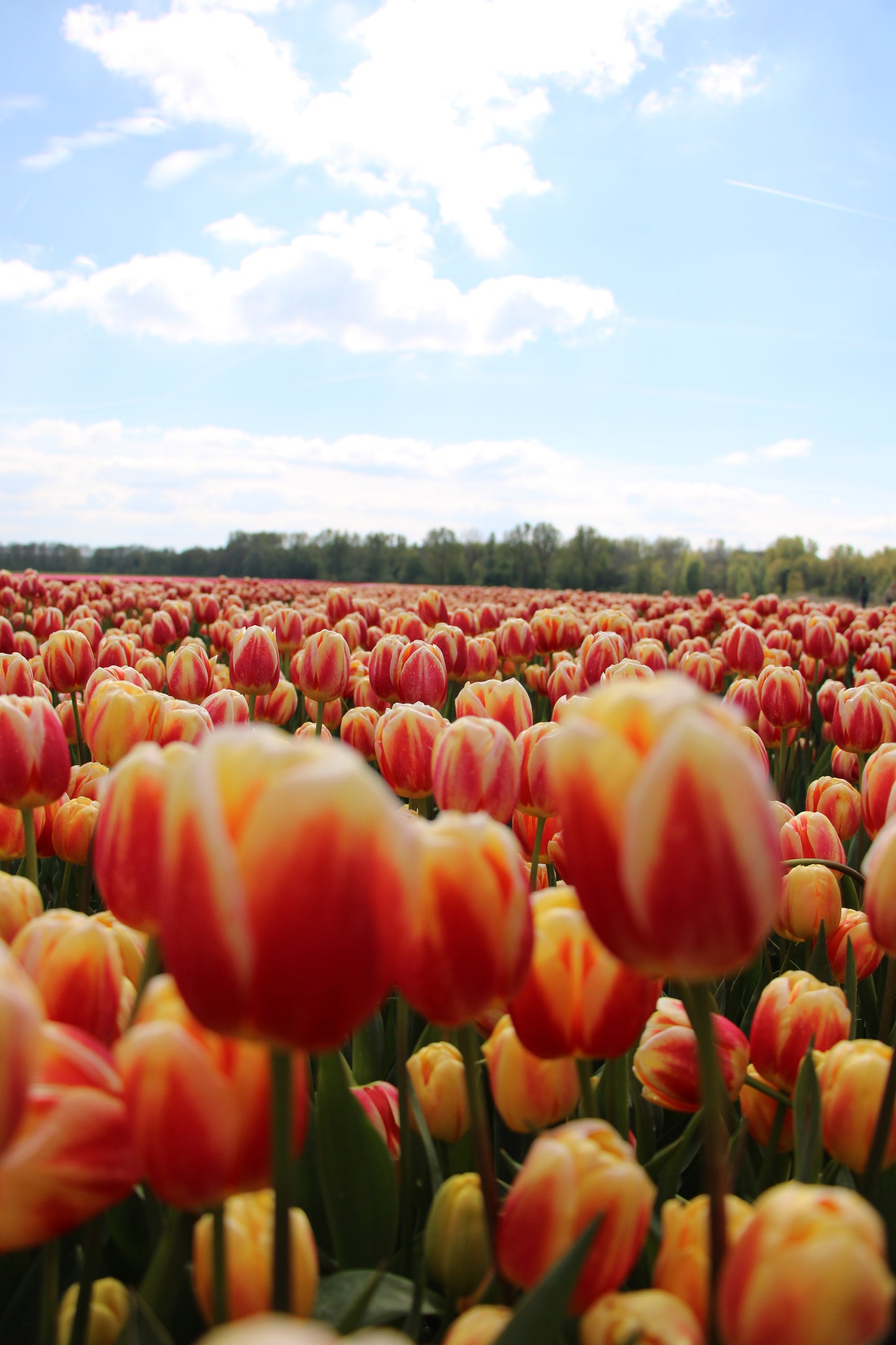 tulip shoot holland