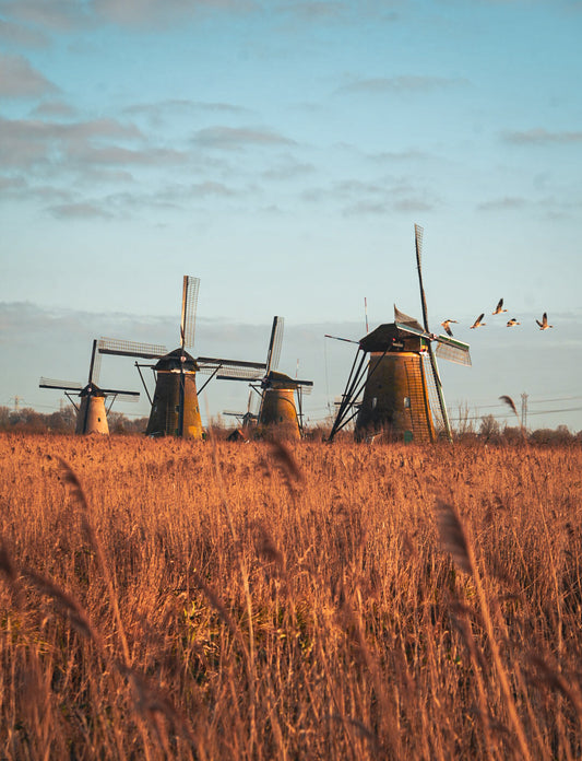 Kinderdijk windmills birds