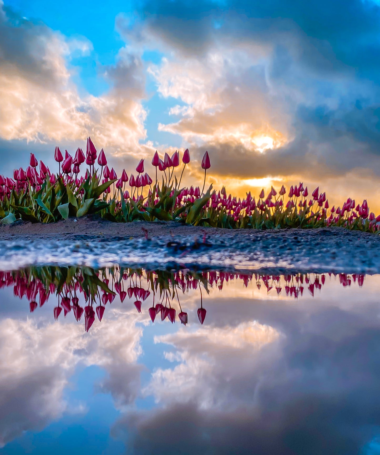 tulip shoot holland
