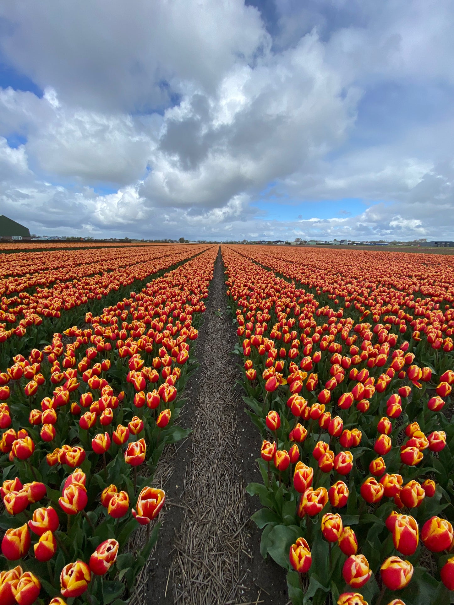 tulip shoot holland
