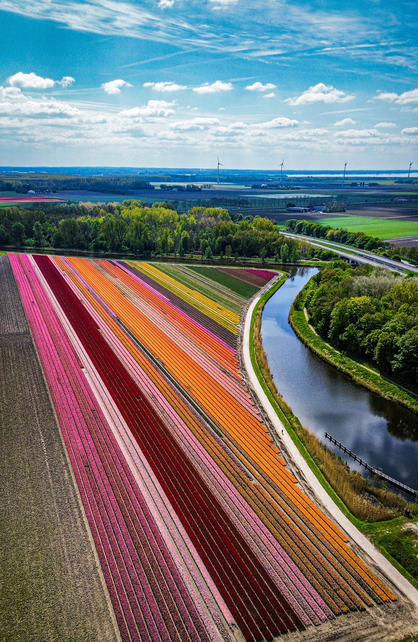tulip shoot holland