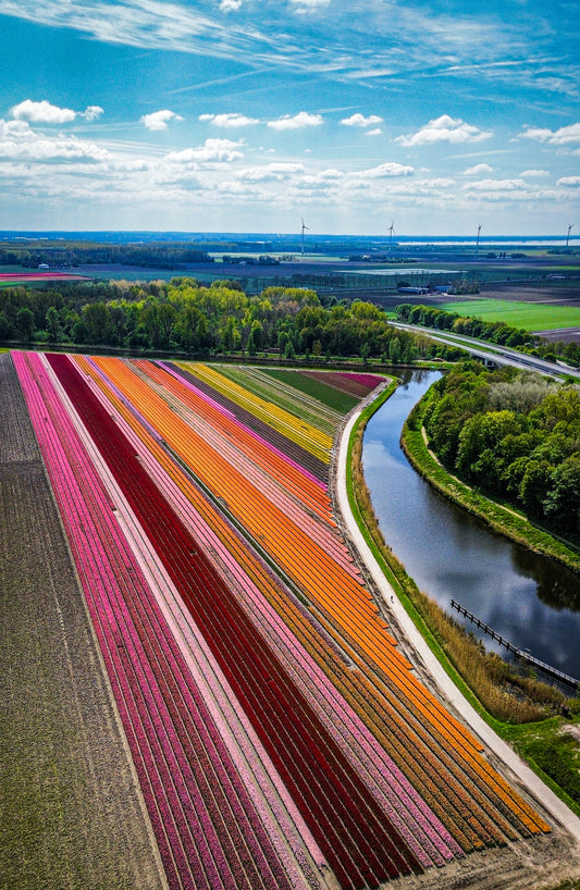 tulip shoot holland