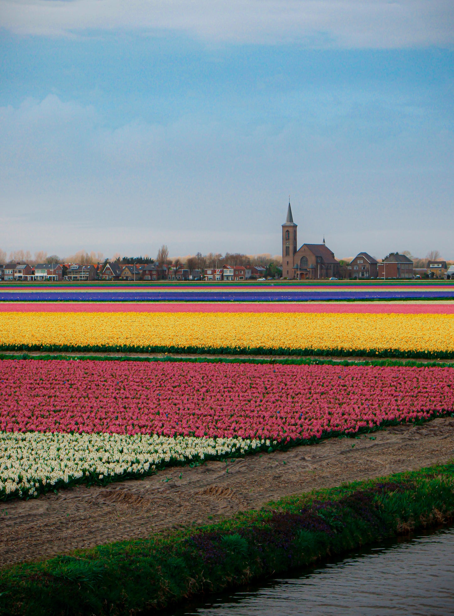 tulip shoot holland