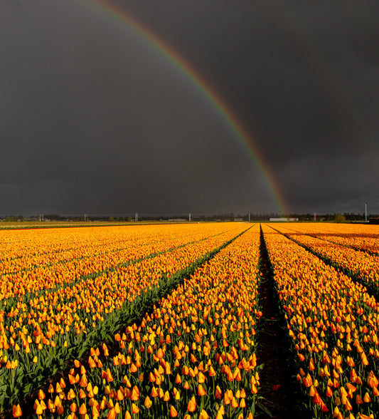 Tulipfield with rainbow